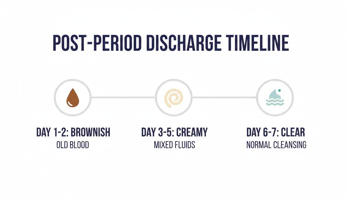 Discharge after period: A Guide to What's Normal and When to Seek Help 1 A timeline illustrating post-period discharge: brownish old blood, creamy mixed fluids, and clear cleansing.
