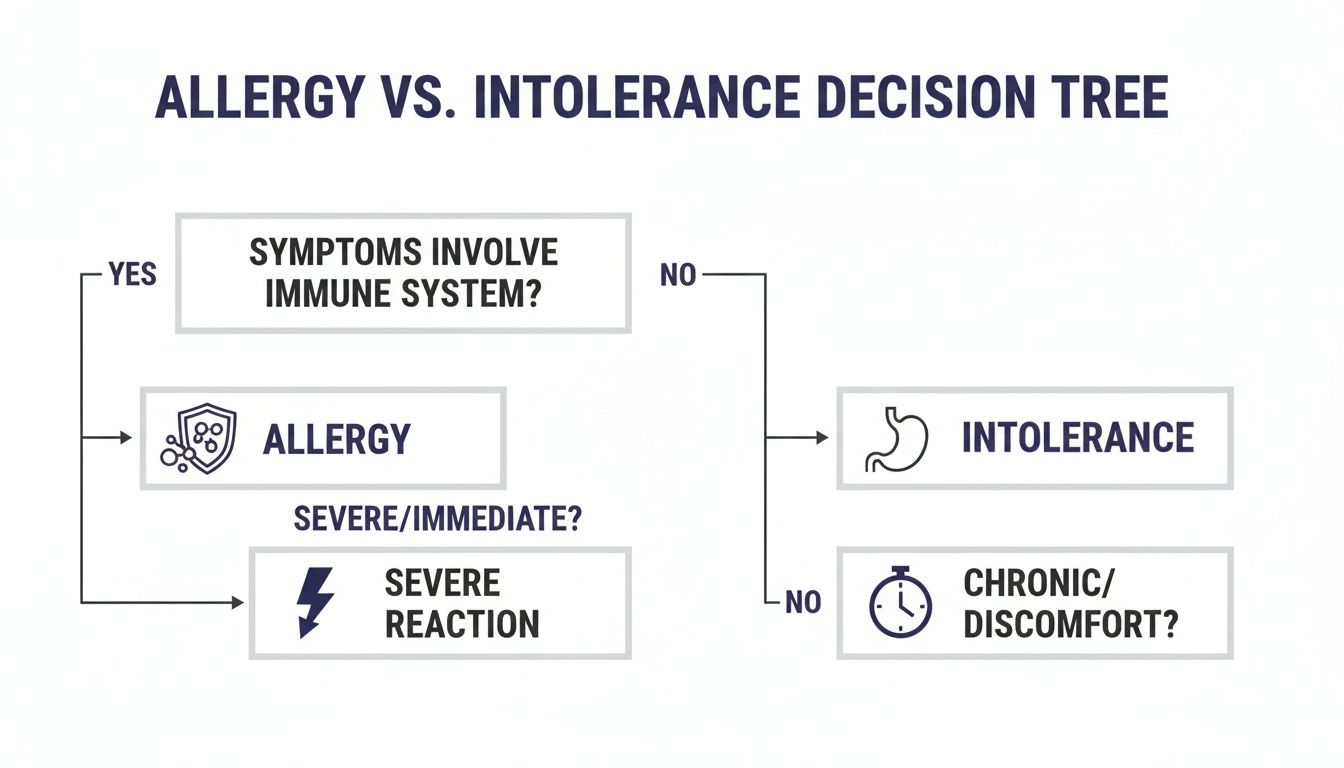 Decision tree flowchart explaining the difference between food allergy and intolerance based on immune system and symptom timing.