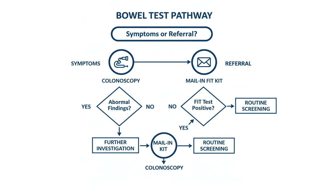 Your Guide to Every Test for Bowel Cancer 3 This flowchart maps the bowel test pathway, guiding through symptoms, referral, colonoscopy, and FIT kits.