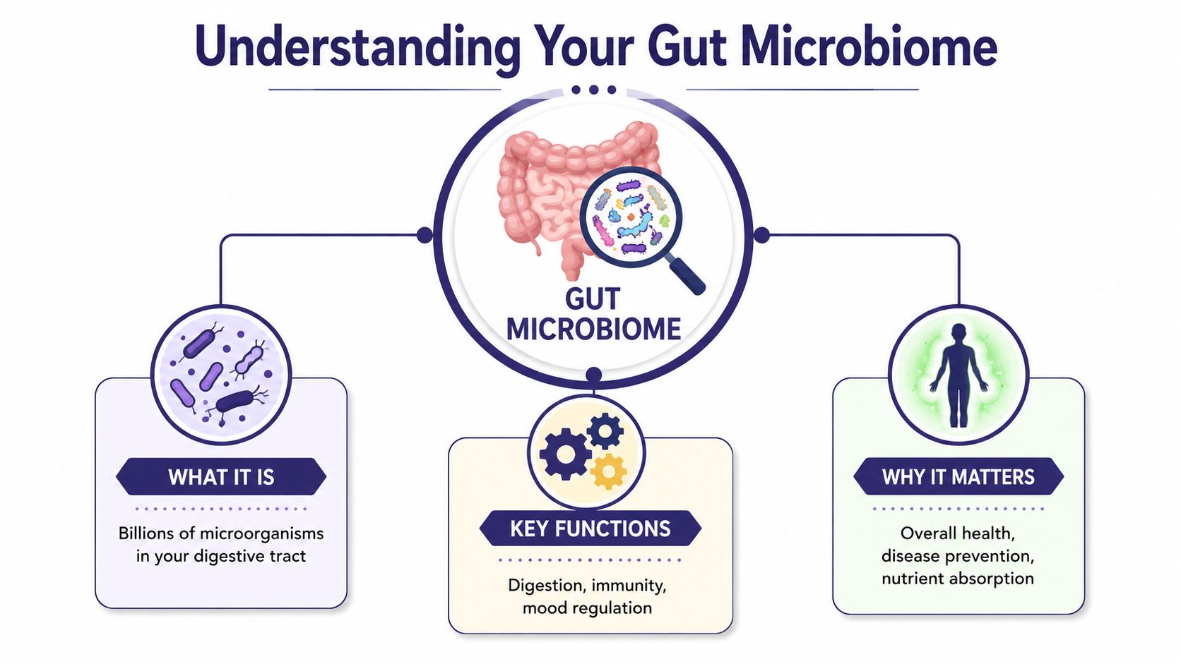 Gut Microbiome Testing UK: Your 2026 Guide 1 An infographic titled Understanding Your Gut Microbiome showing its definition, key functions, and overall health importance.