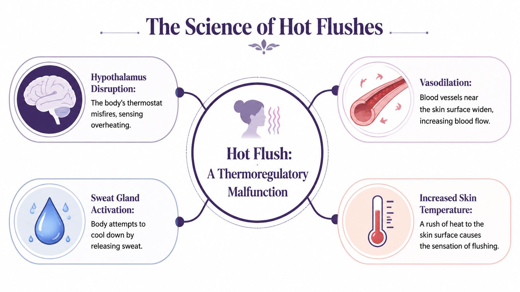 Hot Flushes After Eating: Causes and When to See a GP 1 An infographic titled The Science of Hot Flushes explaining the biological causes and physiological effects of hot flashes.