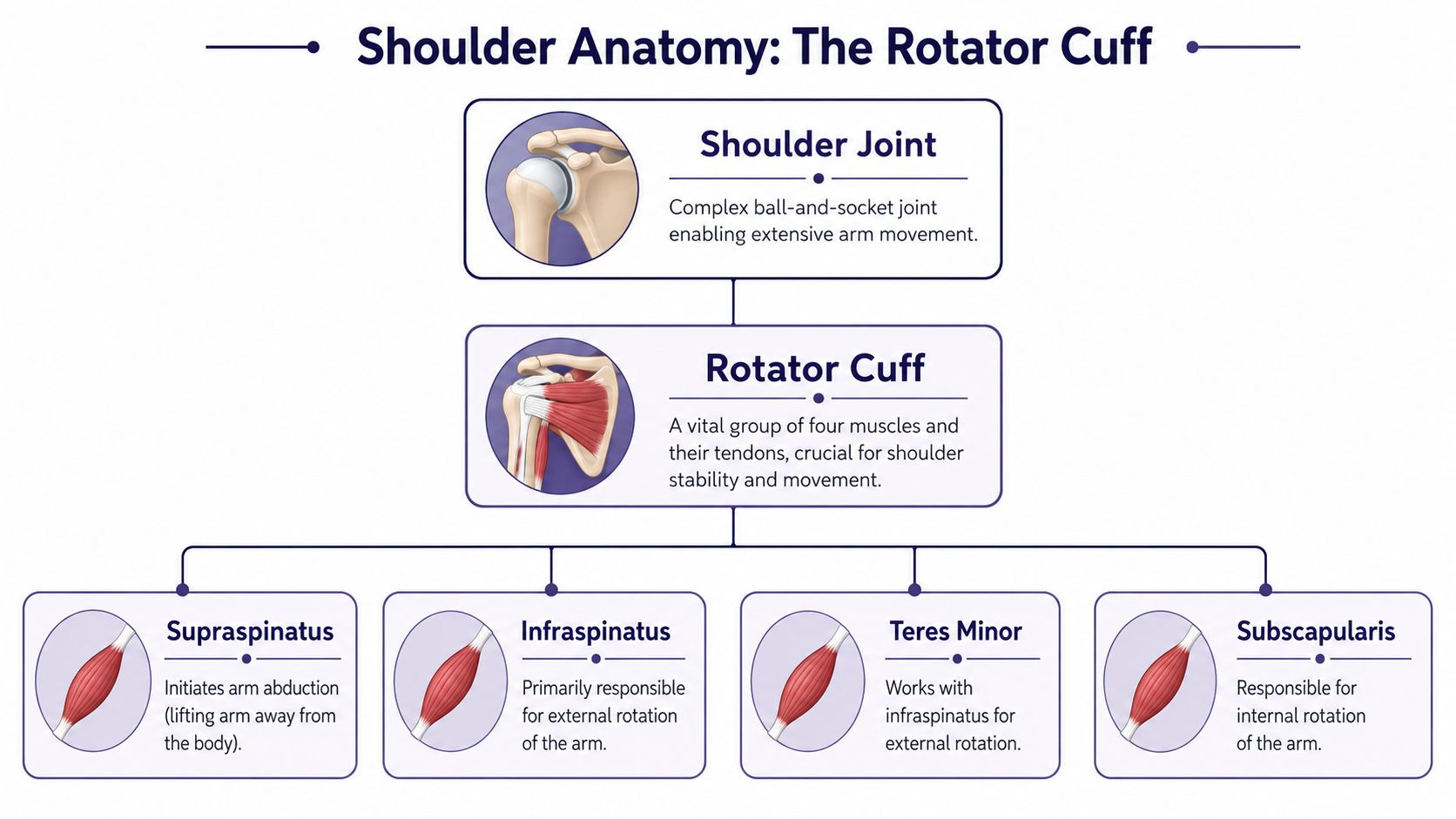 A diagram illustrating the anatomy of the human shoulder rotator cuff and its four component muscles.